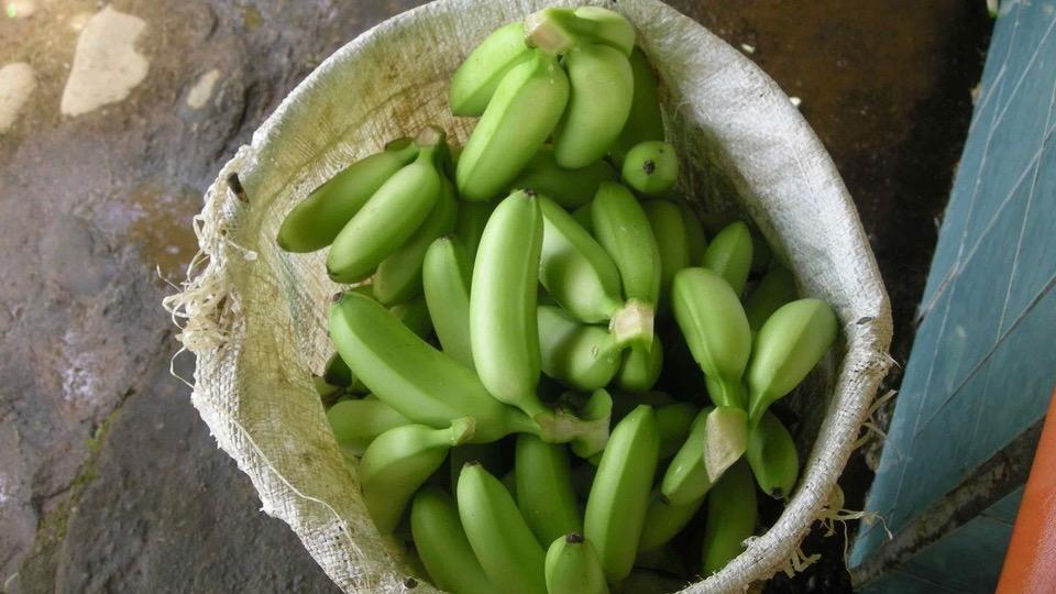 Getting to the root of food waste in bananas