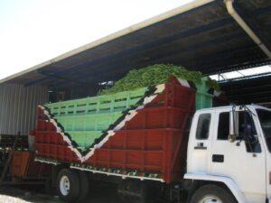 Banana truck at a Chiquita plantation near La Lima (HON) (source: private picture).